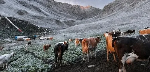 Doğu Karadeniz’in yüksek kesimlerinde ağustos ayında kar sürprizi yaşandı. Hava