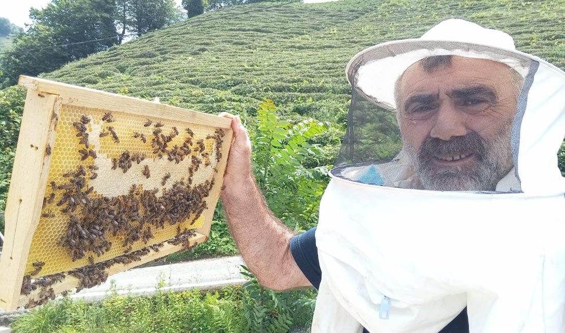Rize’nin Kalkandere ilçesinde arıların yaptığı petek, görenleri şaşkına çevirdi. Arıların