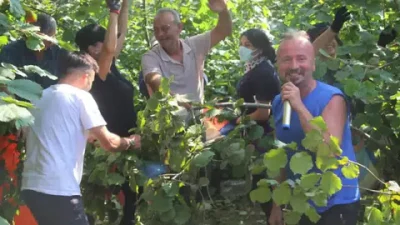 Ordu’da fındık hasadı yapan işçiler, bu kez alışılmışın dışında bir
